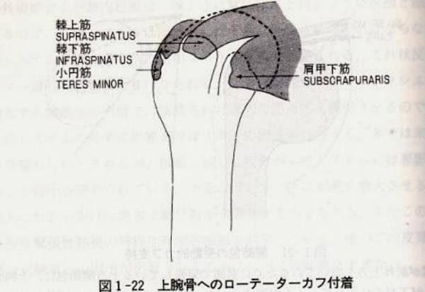 回旋筋腱板（ローテーターカフ）挫傷