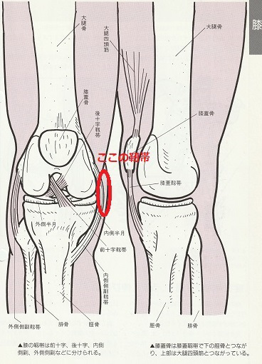 内側側副靭帯損傷 カイマ接骨院